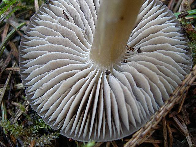 Macromiceti jurassiani � la lunga ricerca